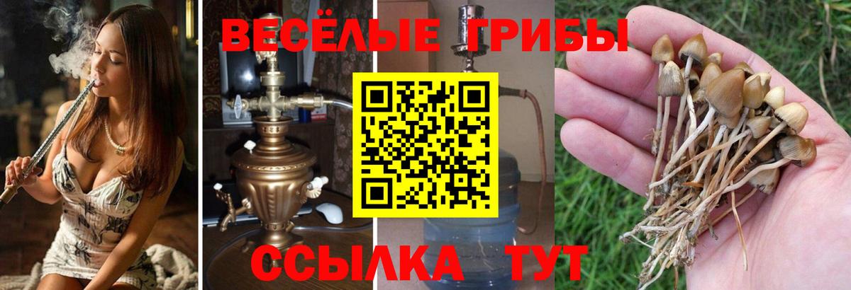 Фролово  Псилоцибиновые грибы Cubensis  Вход с VPN 